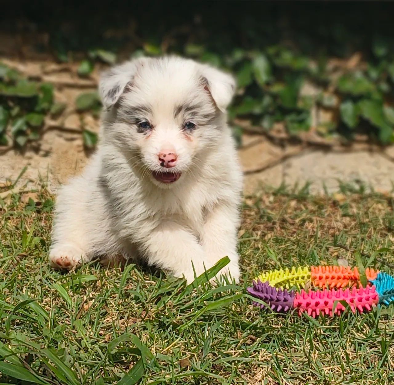 Último border collie (exótico)