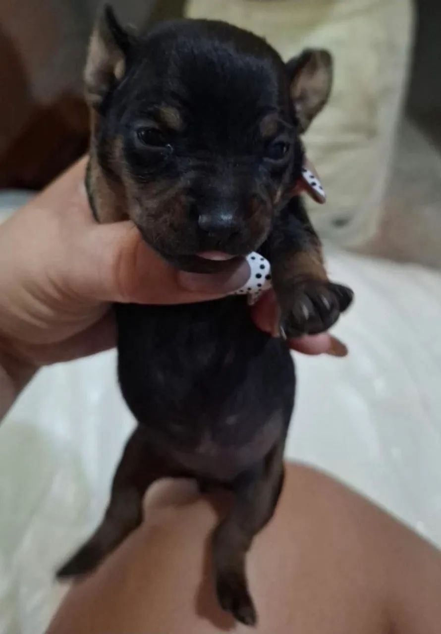 Disponível pinsher 1 - Foto 2