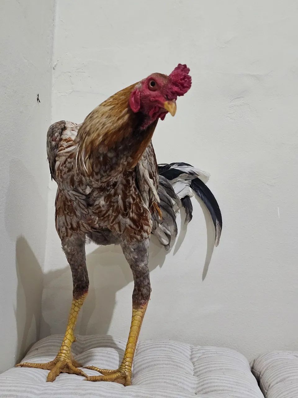 Galo - Foto 4