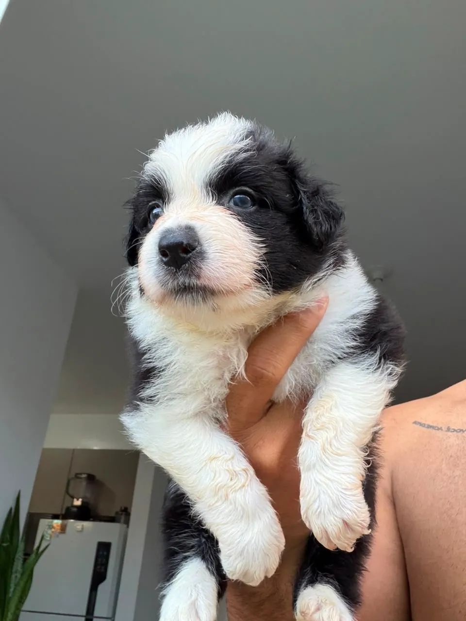 Border Collie - Alto Padrão - Foto 3