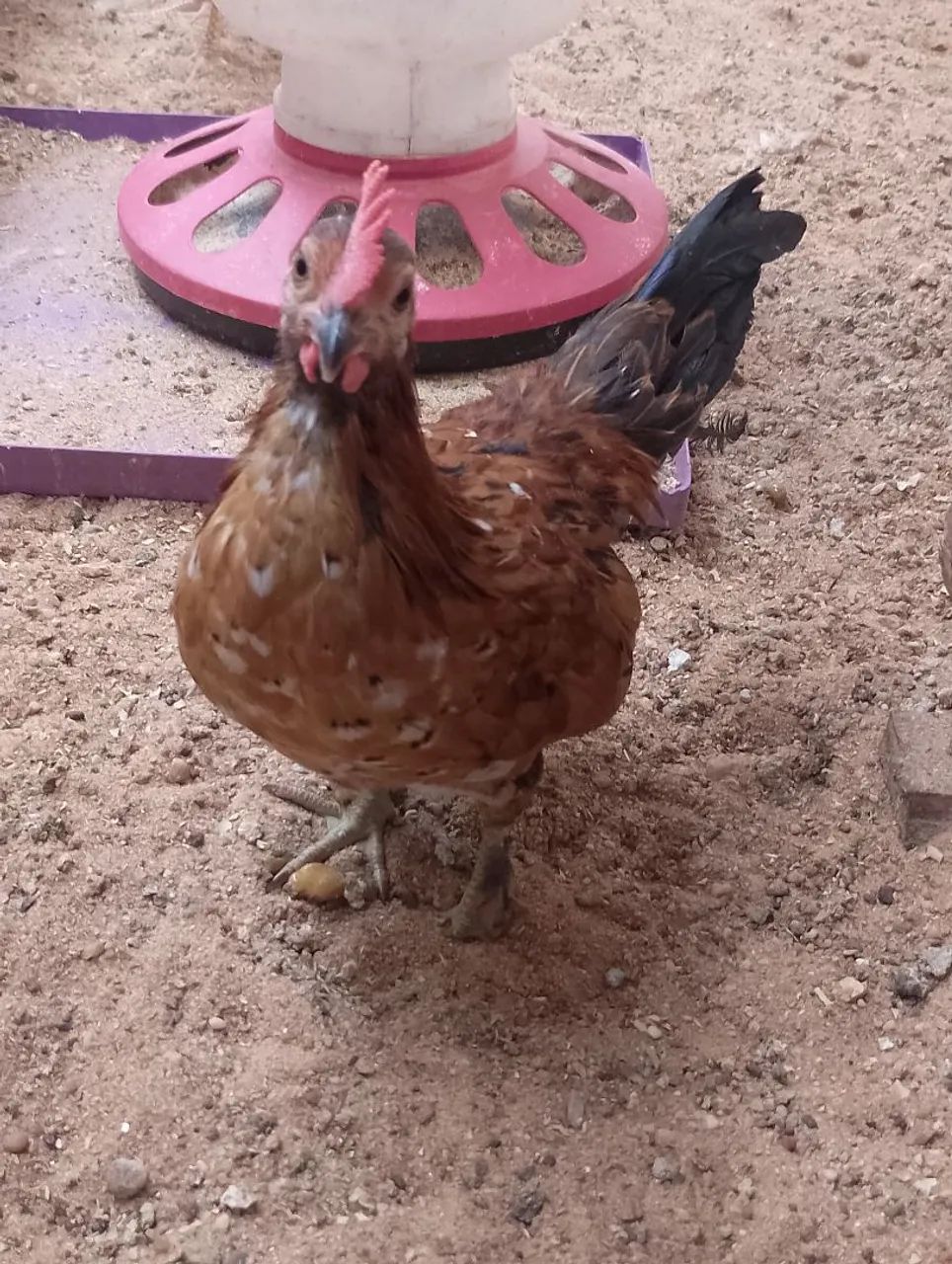 Doa-se  - Foto 2