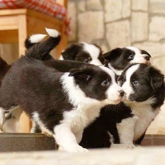 Border collie leais 