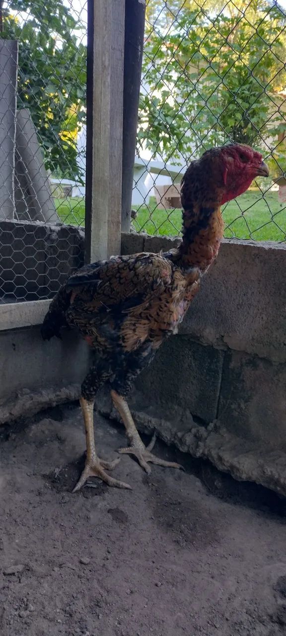 Galinha índio gigante  - Foto 2