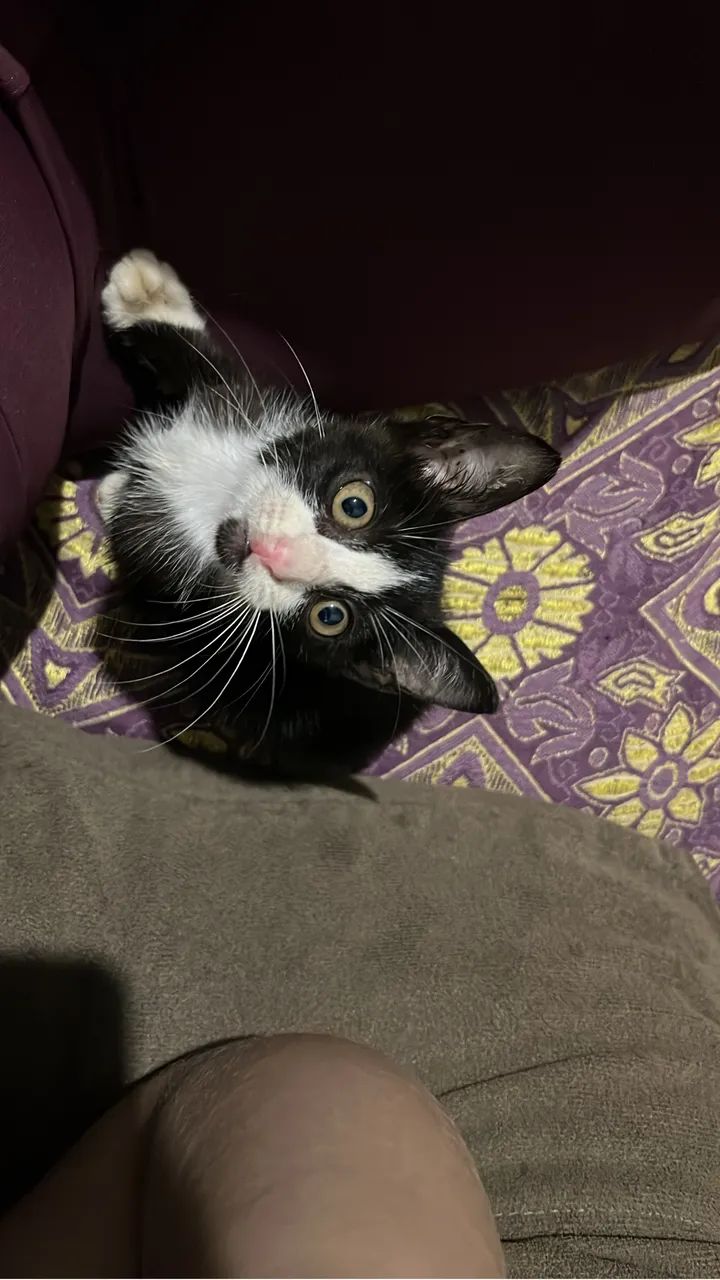 Doação de gato macho 