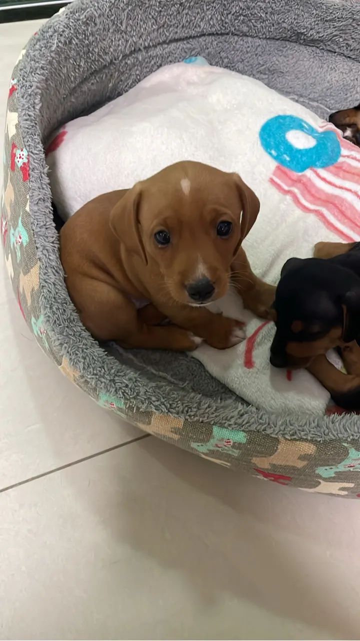 salsichas cachorro - Foto 2