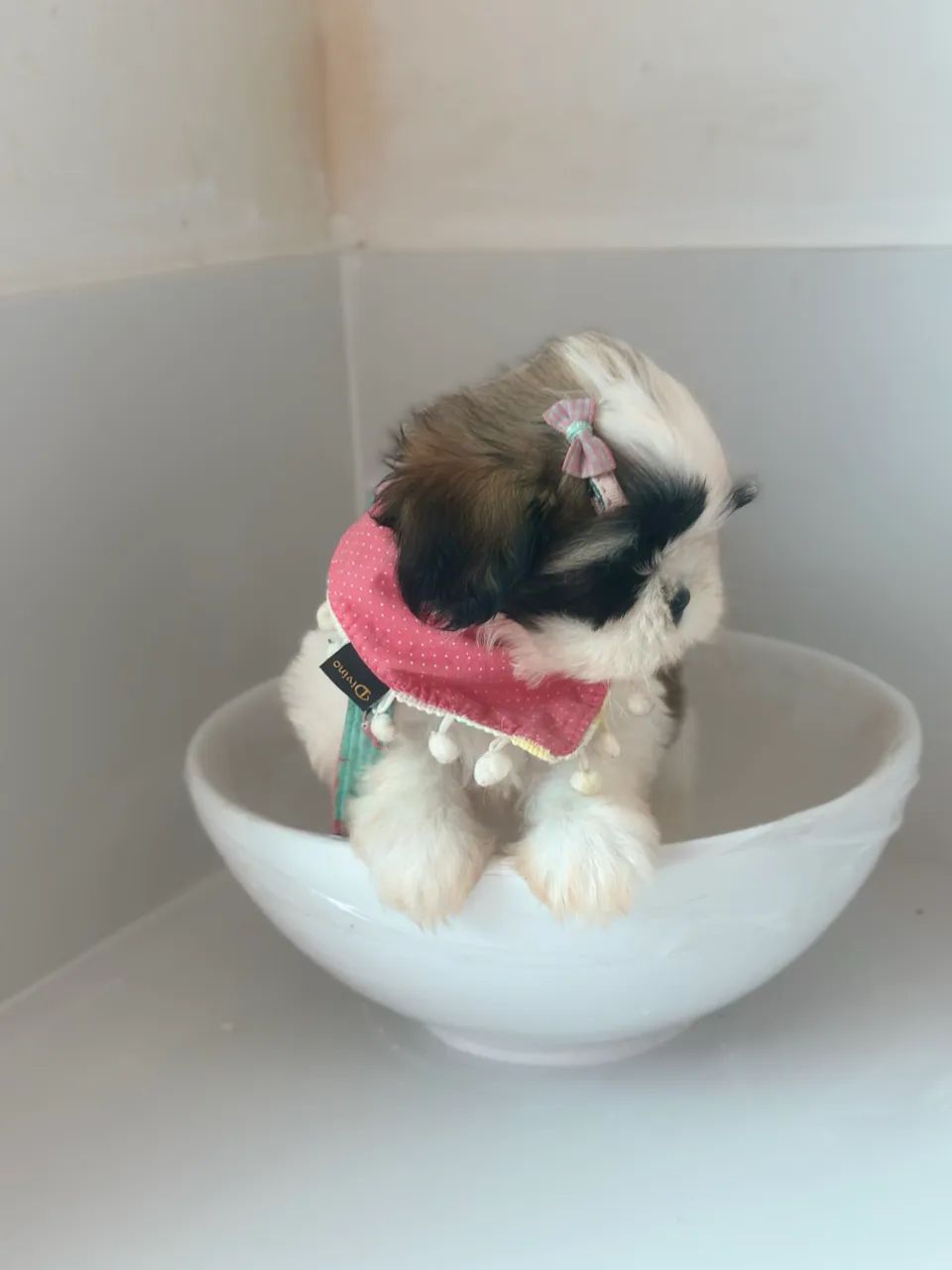 Shihtzu - Foto 4