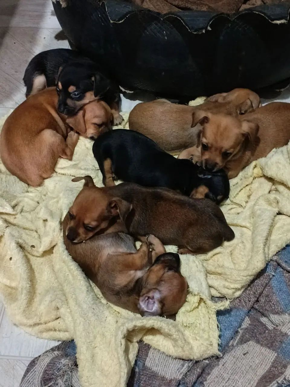 Pets  - Foto 4