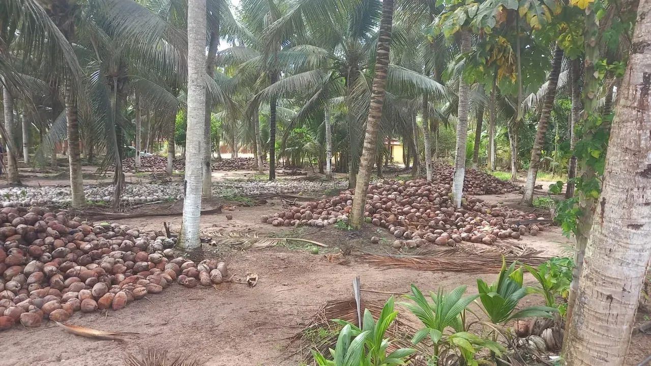 Fazenda de Coco Verde - Arena / RN - Foto 4