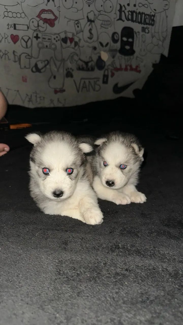 Husky Siberiano  - Foto 4