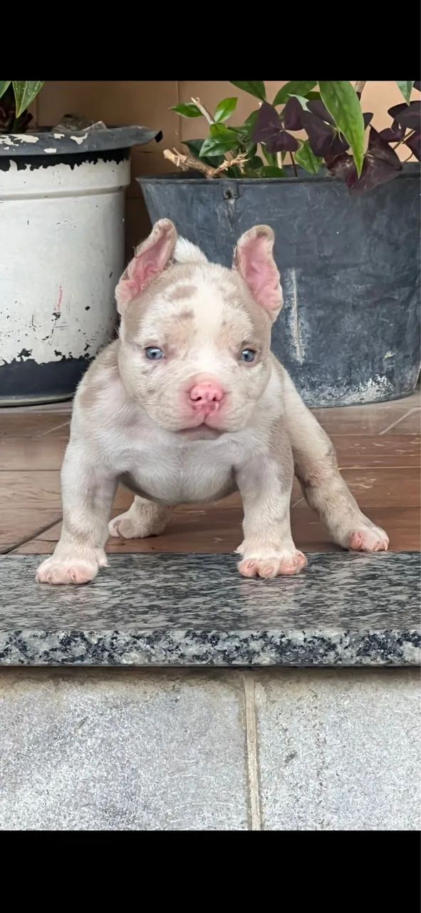 American Bully Micro 
