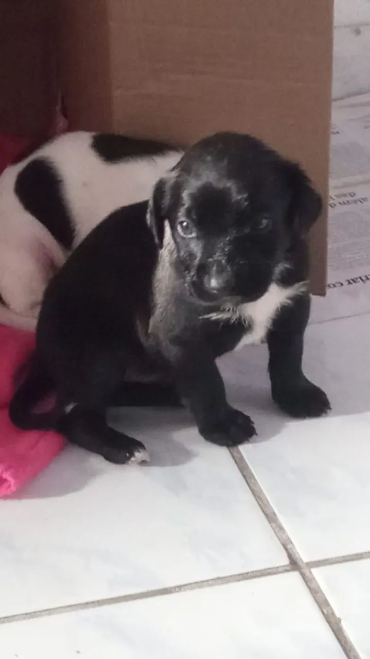 Cachorrinhos - Foto 5