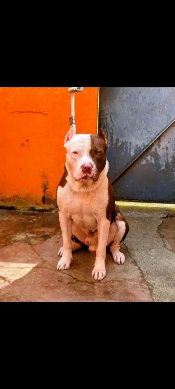 Doberpit cão de guarda  - Foto 4