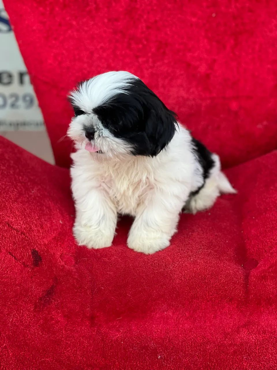 Cachorro  - Foto 2