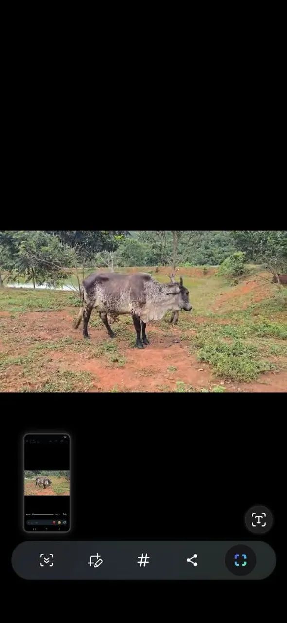 Vaca leiteira gir - Foto 3