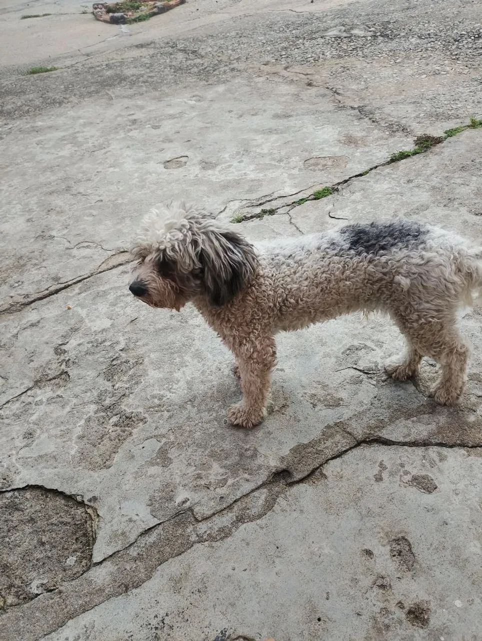 Doação de cachorro 