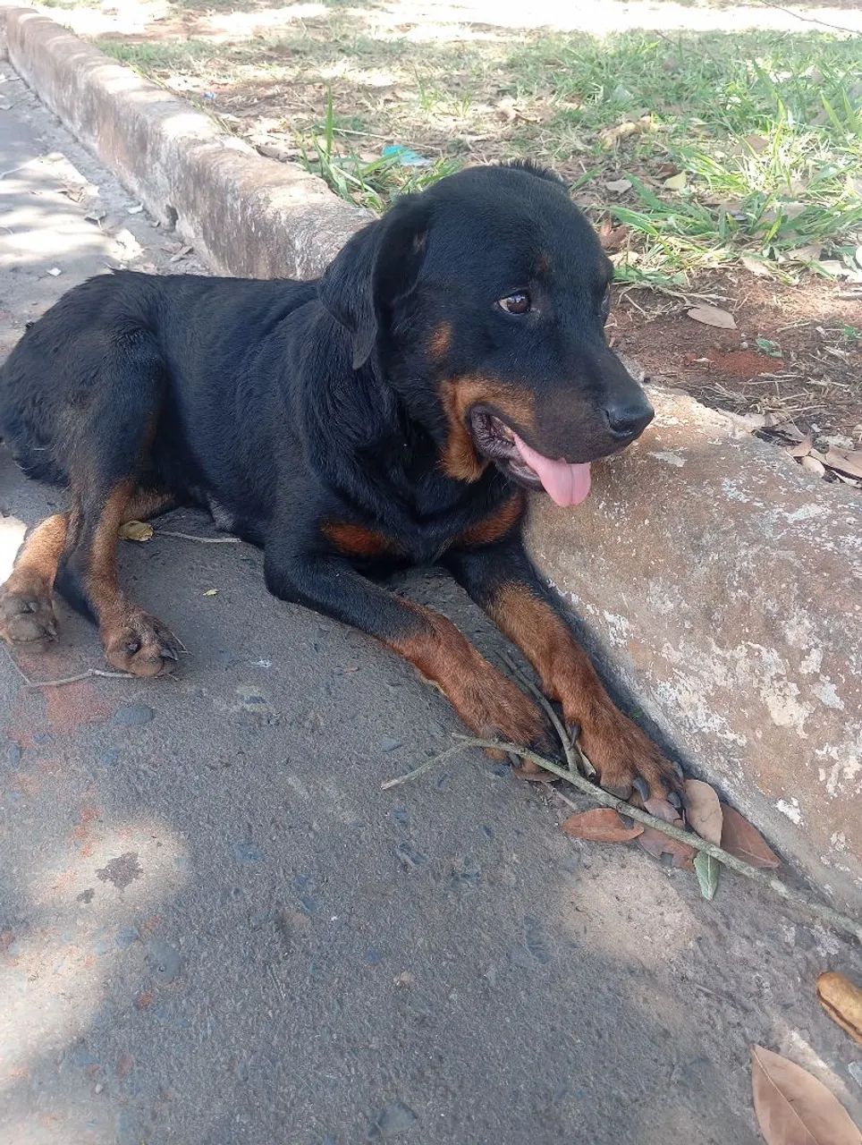 Cachorro rowvallen com slepsia  - Foto 2
