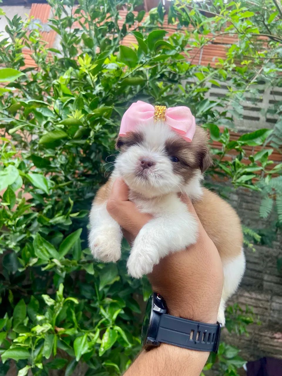 Filhotes de Shitzu Mini  - Foto 2