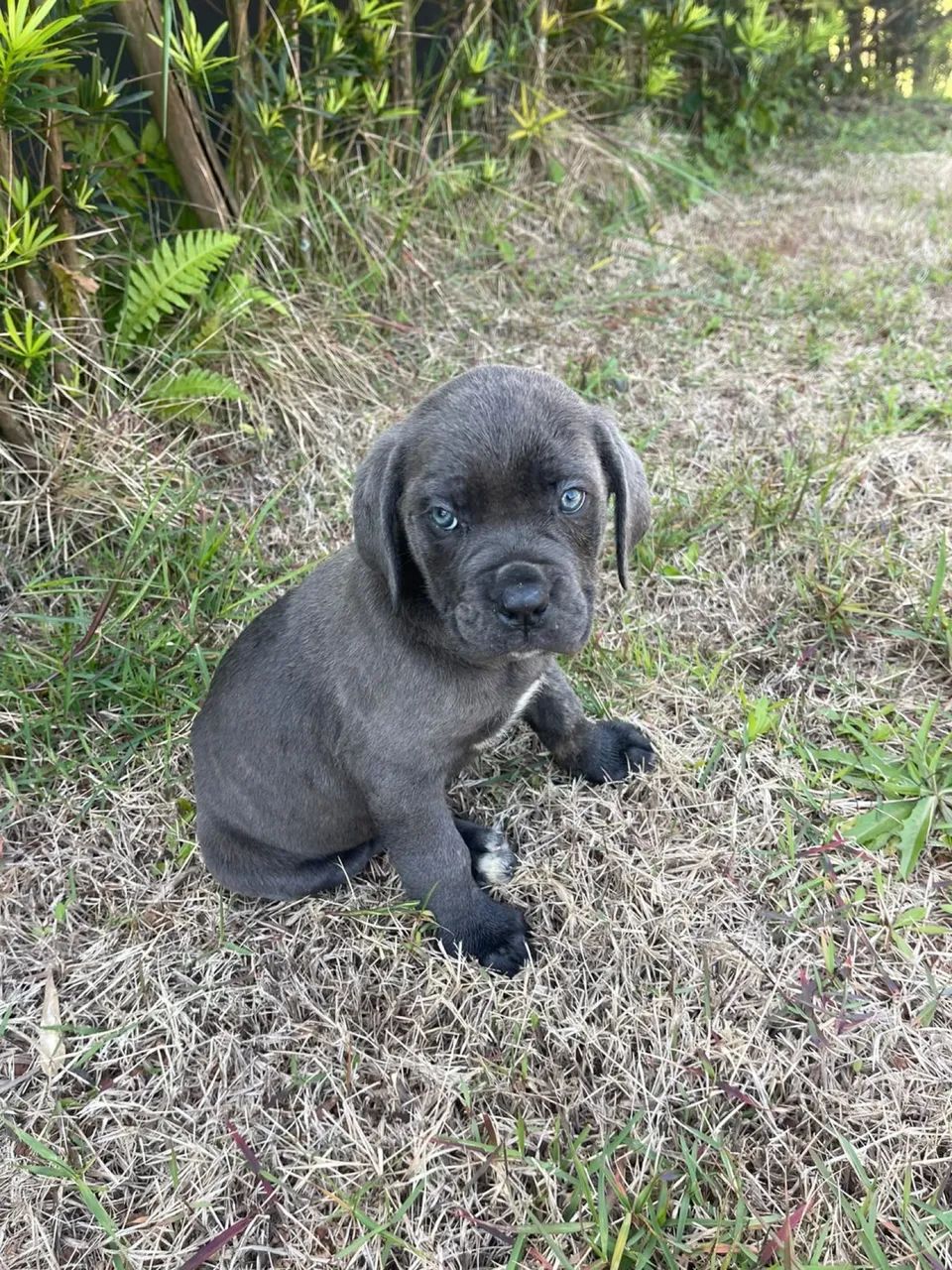 Filhote de cane corso 