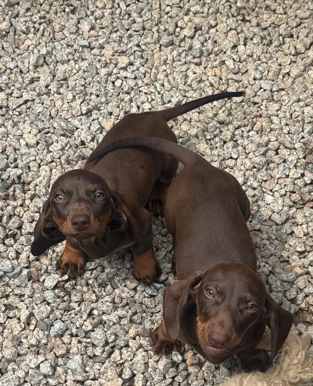 Dachshund - macho chocolate 