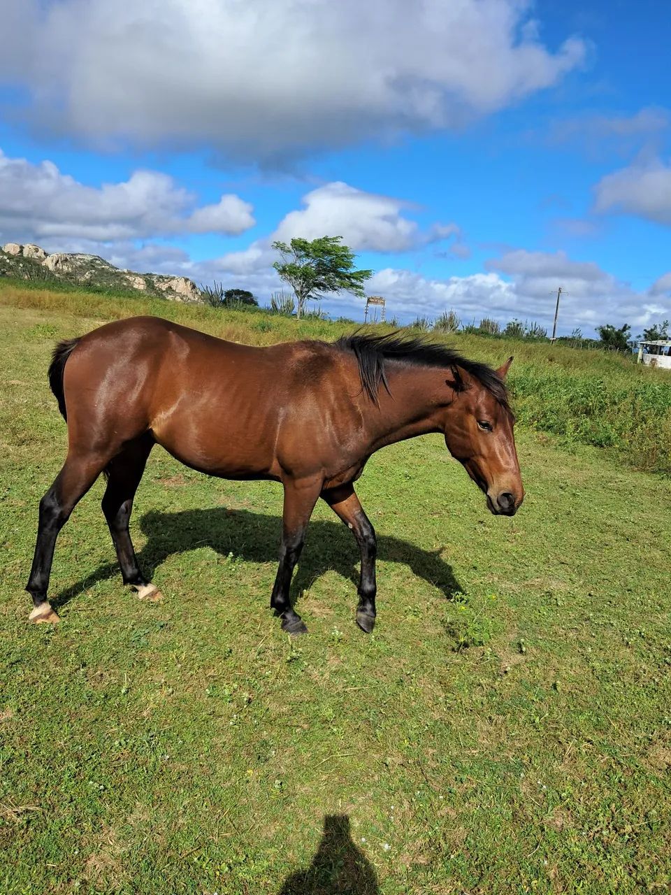 Cavalos  - Foto 6