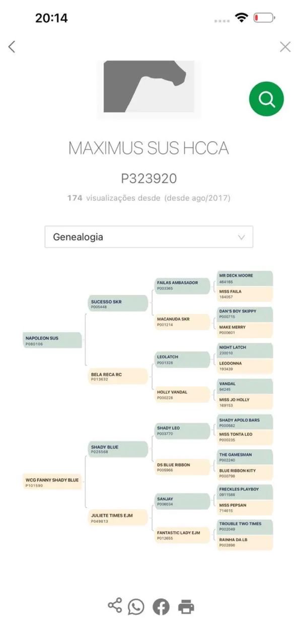 Potra PO a venda - Foto 5