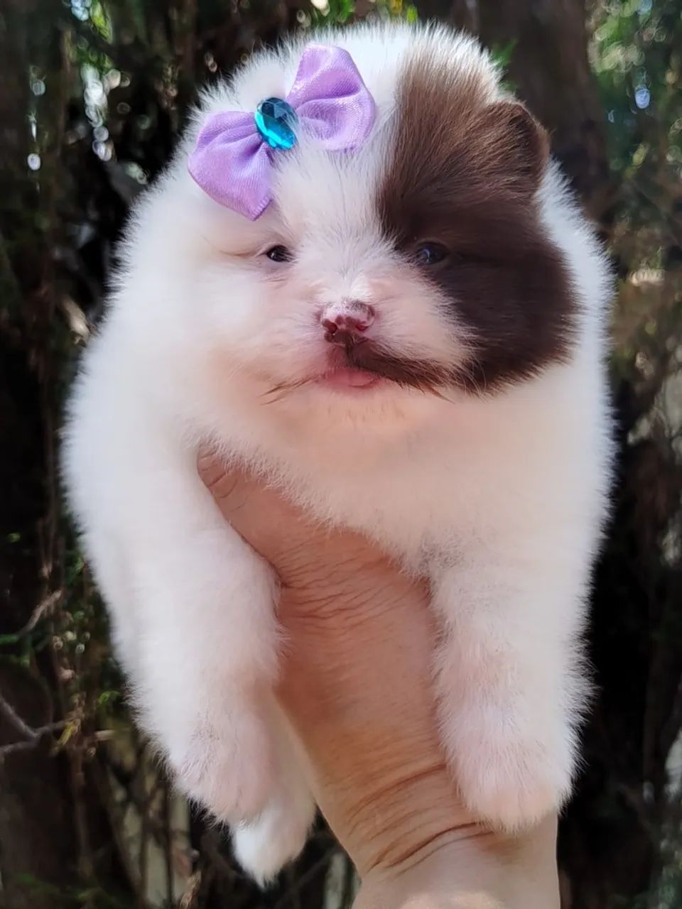 Spitz alemão 