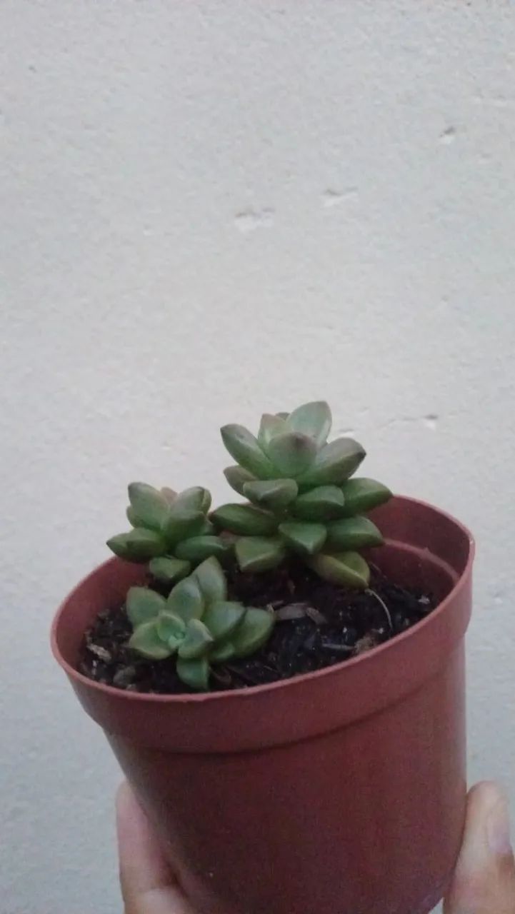 Suculentas  e cactos  - Foto 4