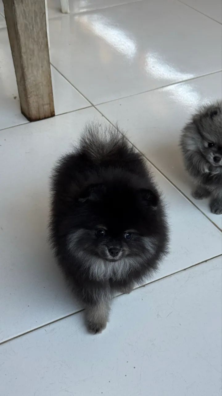 Spitz alemão machinho - Foto 4