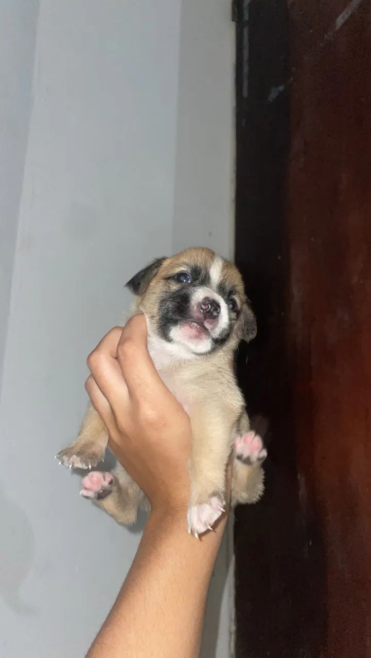 Cachorro p adoção  - Foto 5