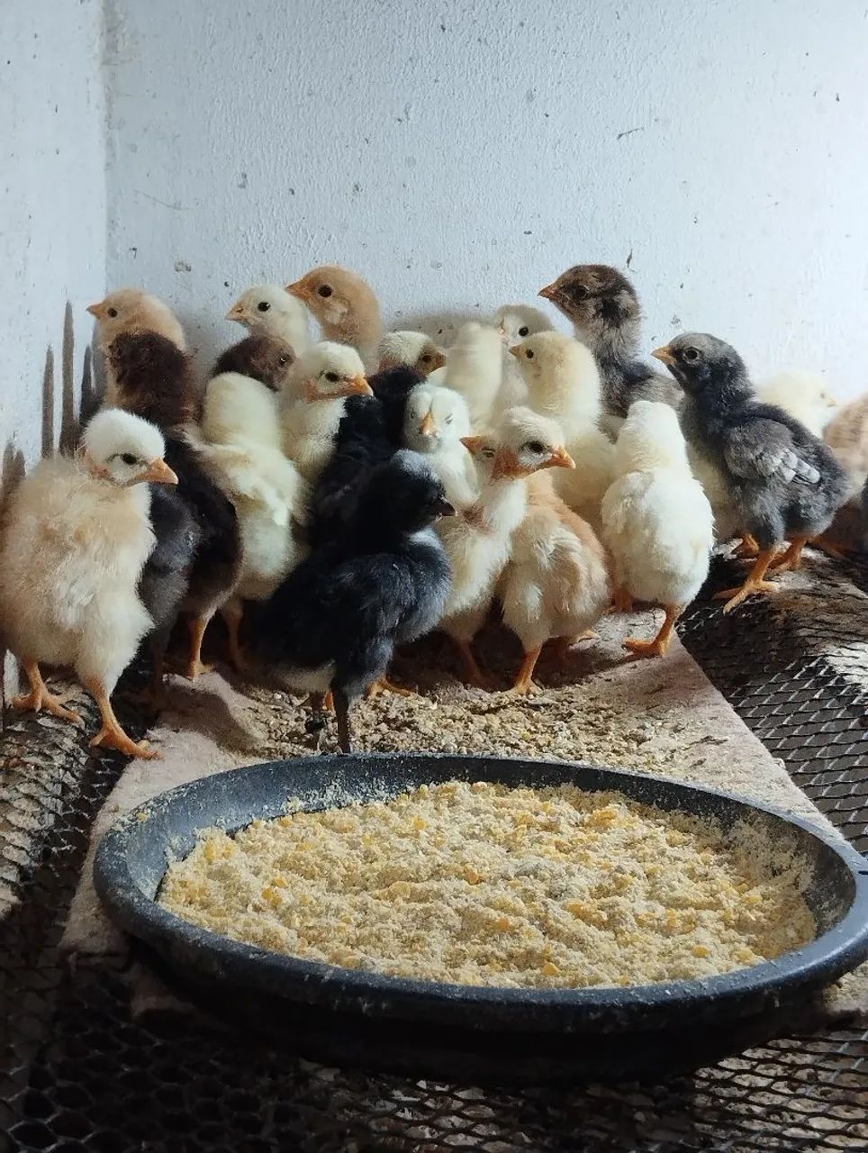 Vendo pintinhos caipira 10 reais cada  - Foto 2