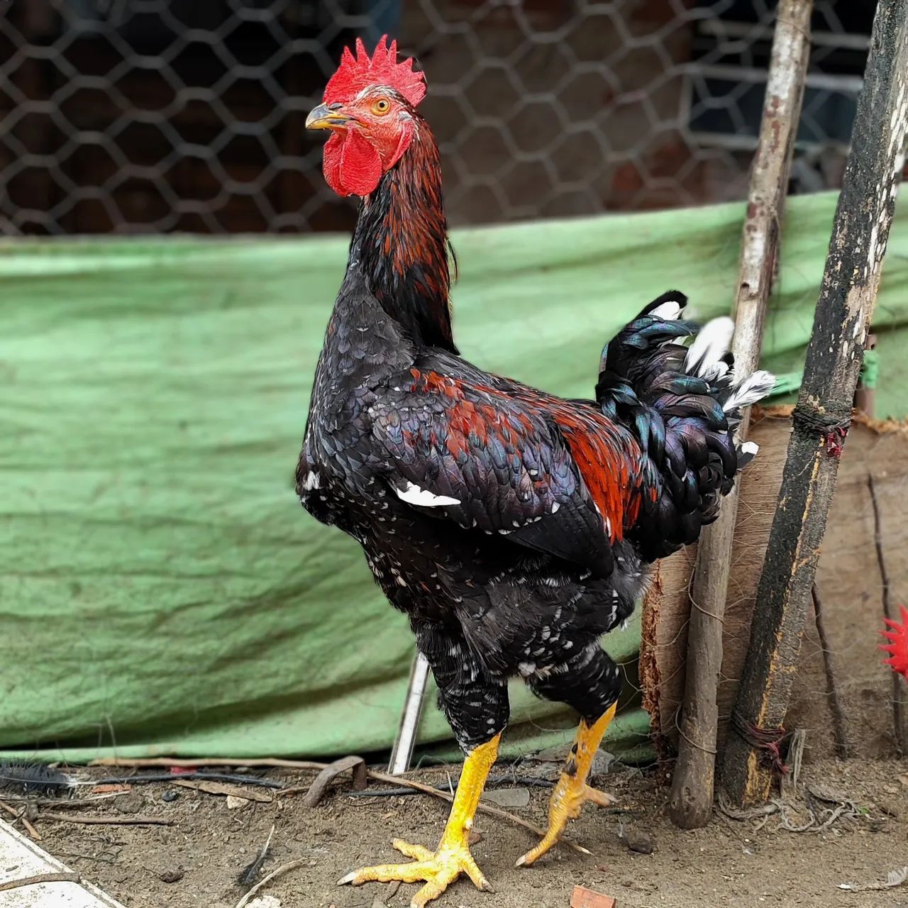 Frango GSB