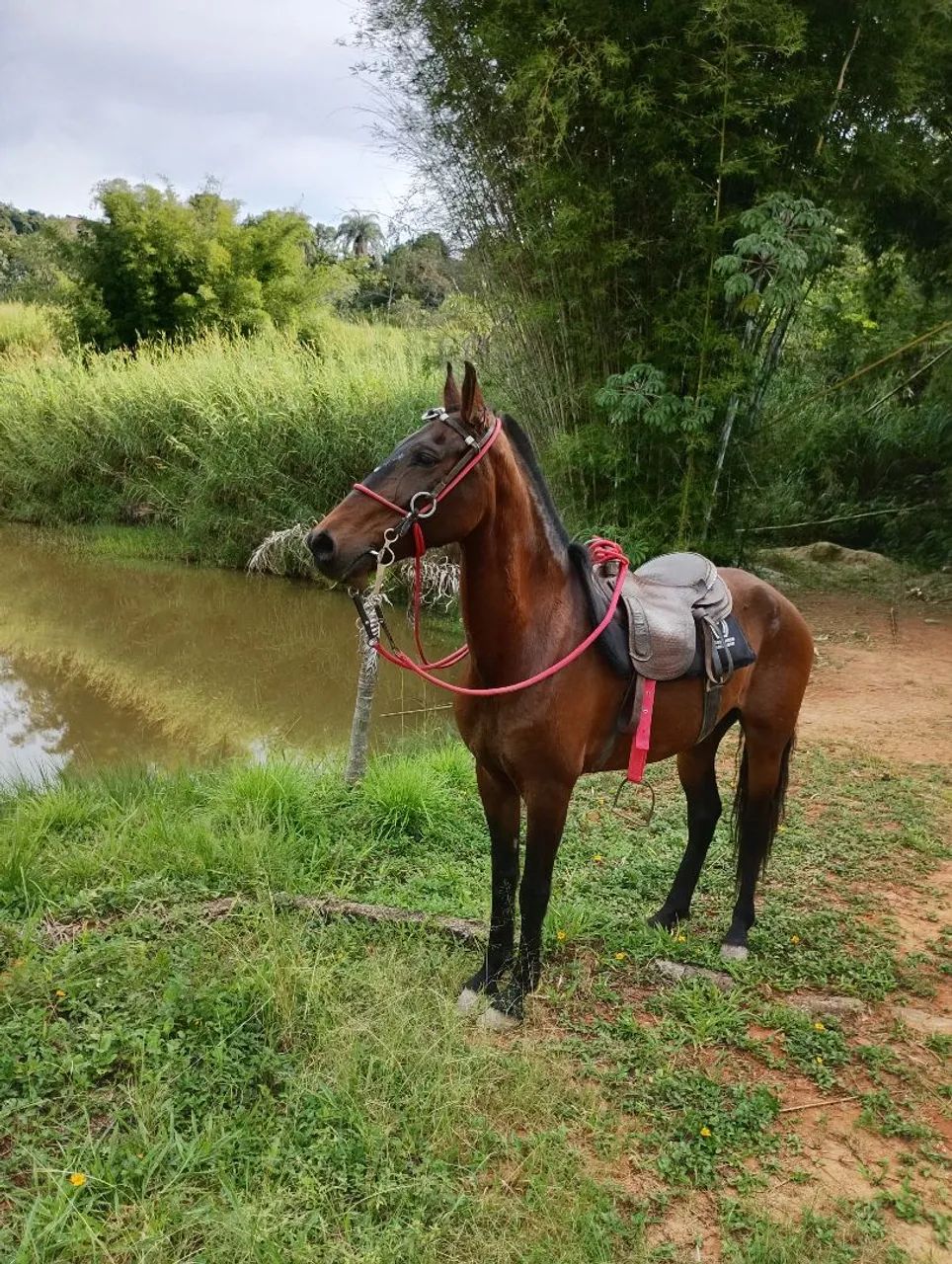 Cavalo  - Foto 2
