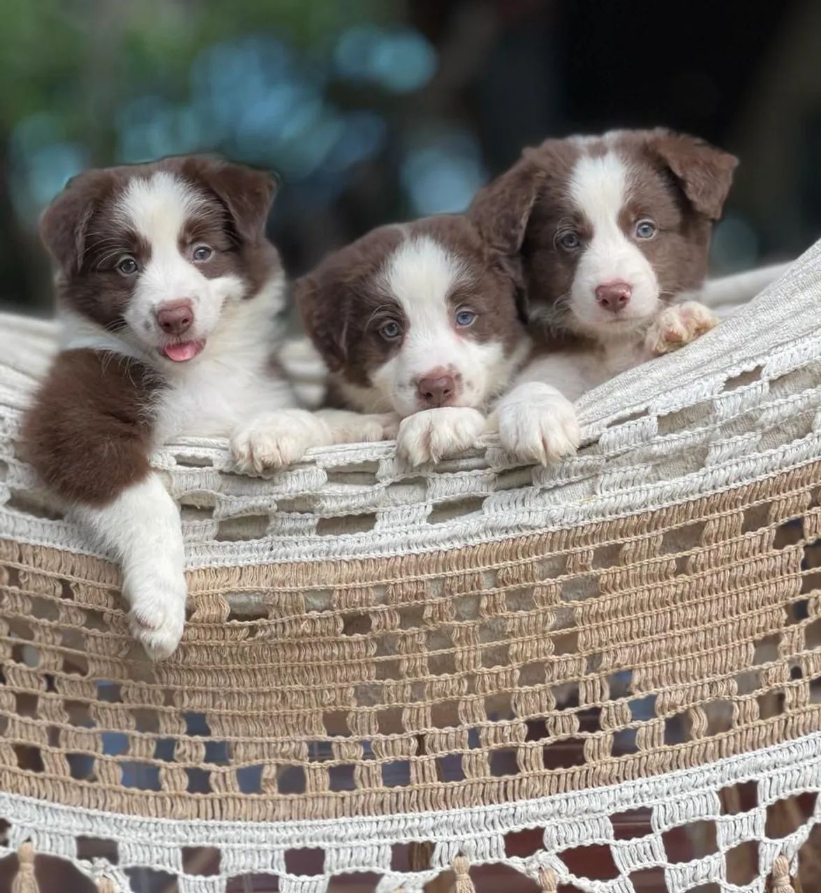 Border collie Rio  - Foto 4
