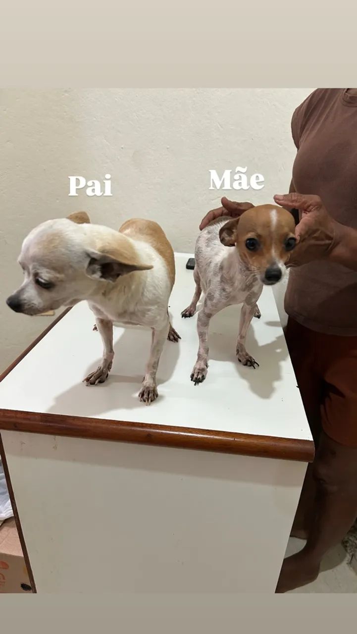 Vendo Pinscher - Foto 2