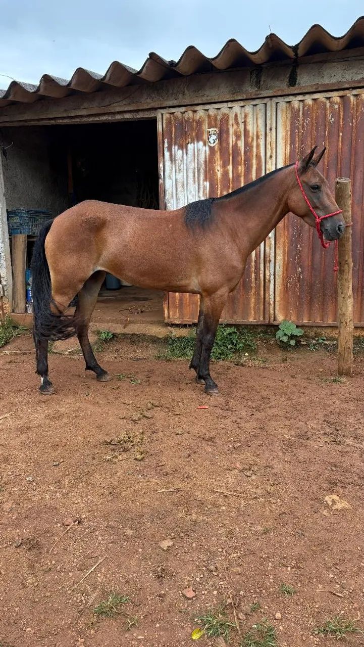 Égua mangalarga marcha picado genuína  - Foto 3