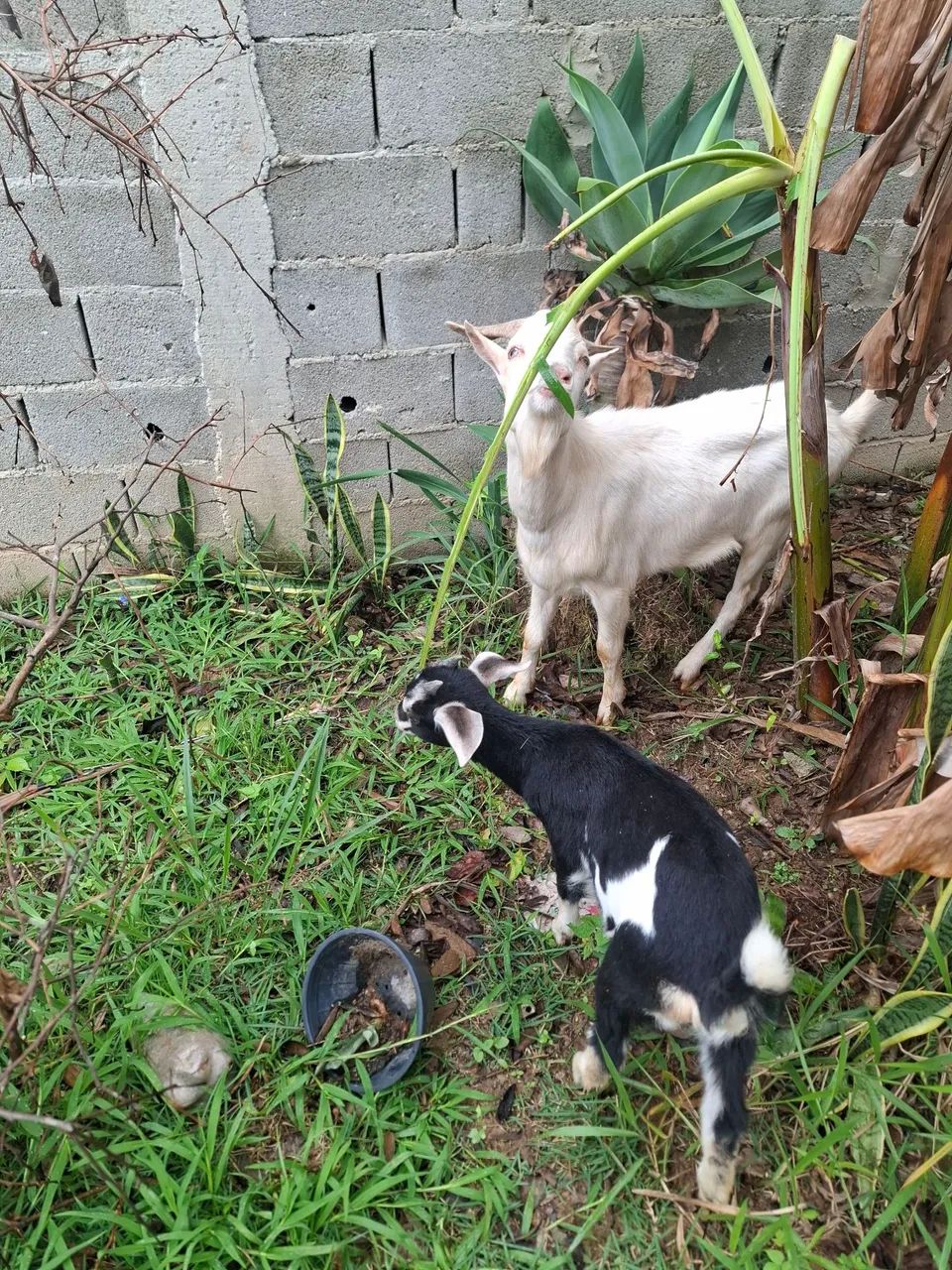 Vendo bode, cabra e cabrito