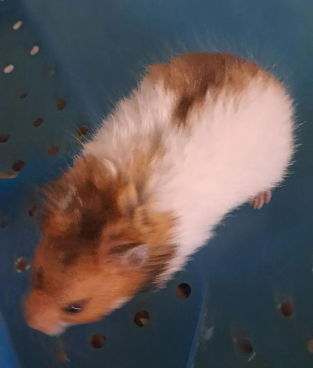Hamsters Sírios Fofinhos - Foto 3