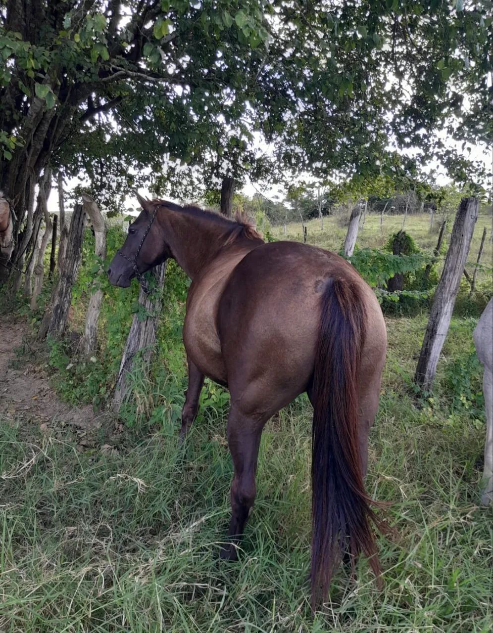 Égua Quarto de Milha  - Foto 3