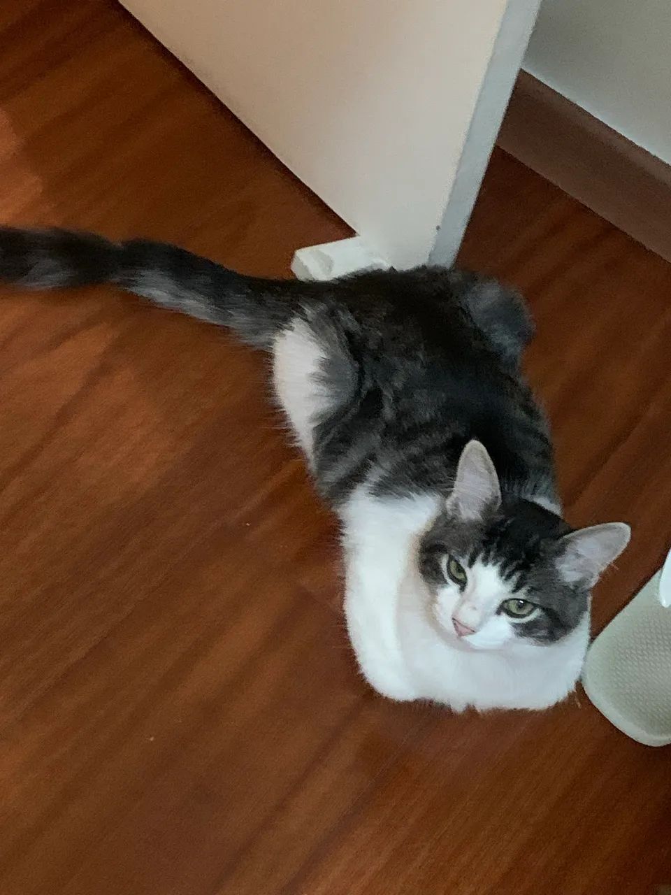 Doa - se lindos gatos (8 meses) - Foto 2