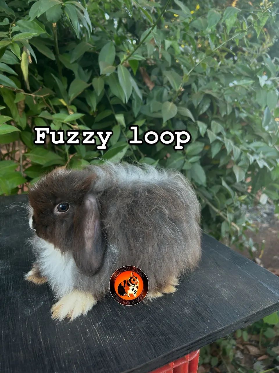 Fuzzy loop ? - Foto 3