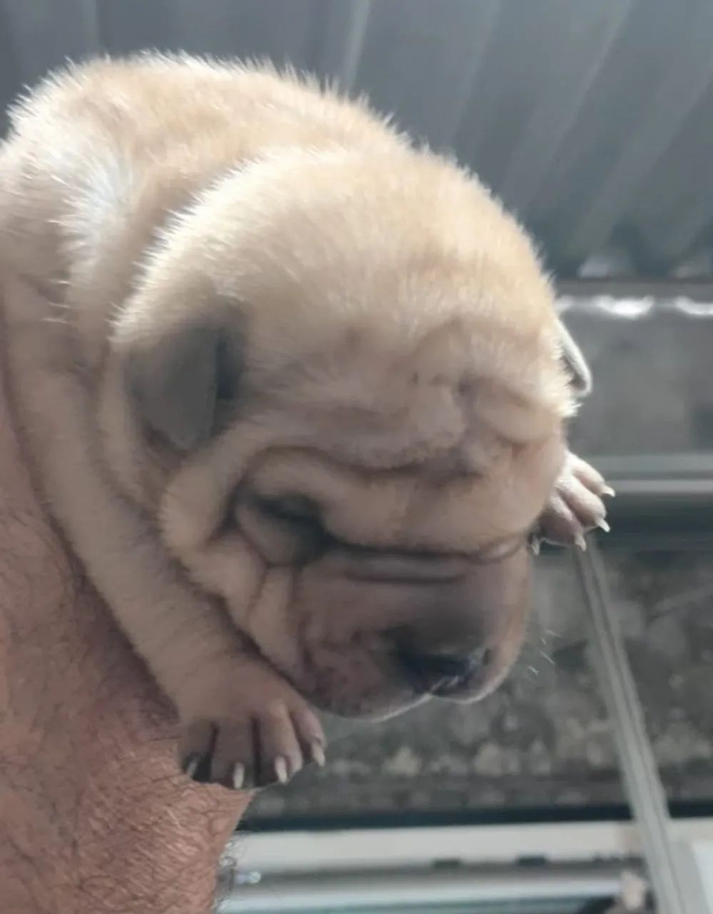Filhotes de Shar Pei - Foto 3