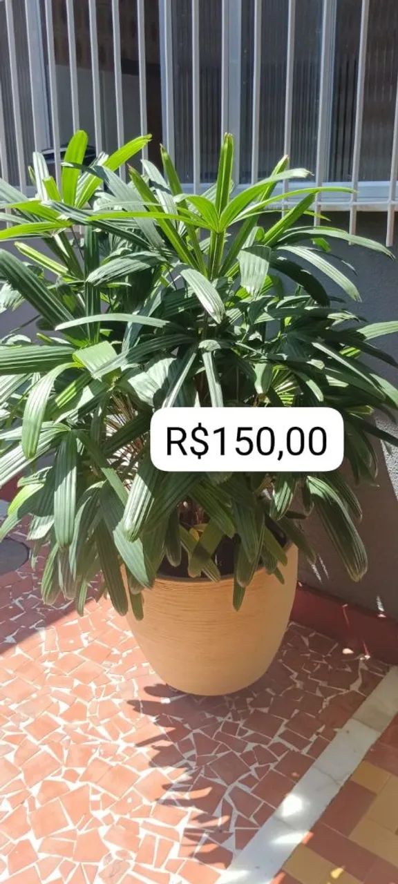 Plantas ? - Foto 2