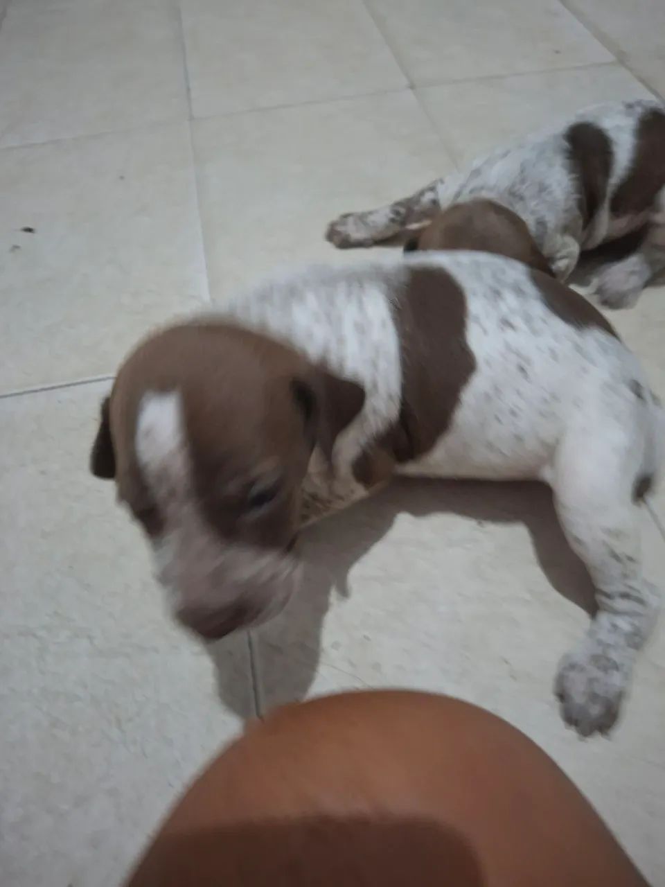 Cachorro perdigueiro  - Foto 3