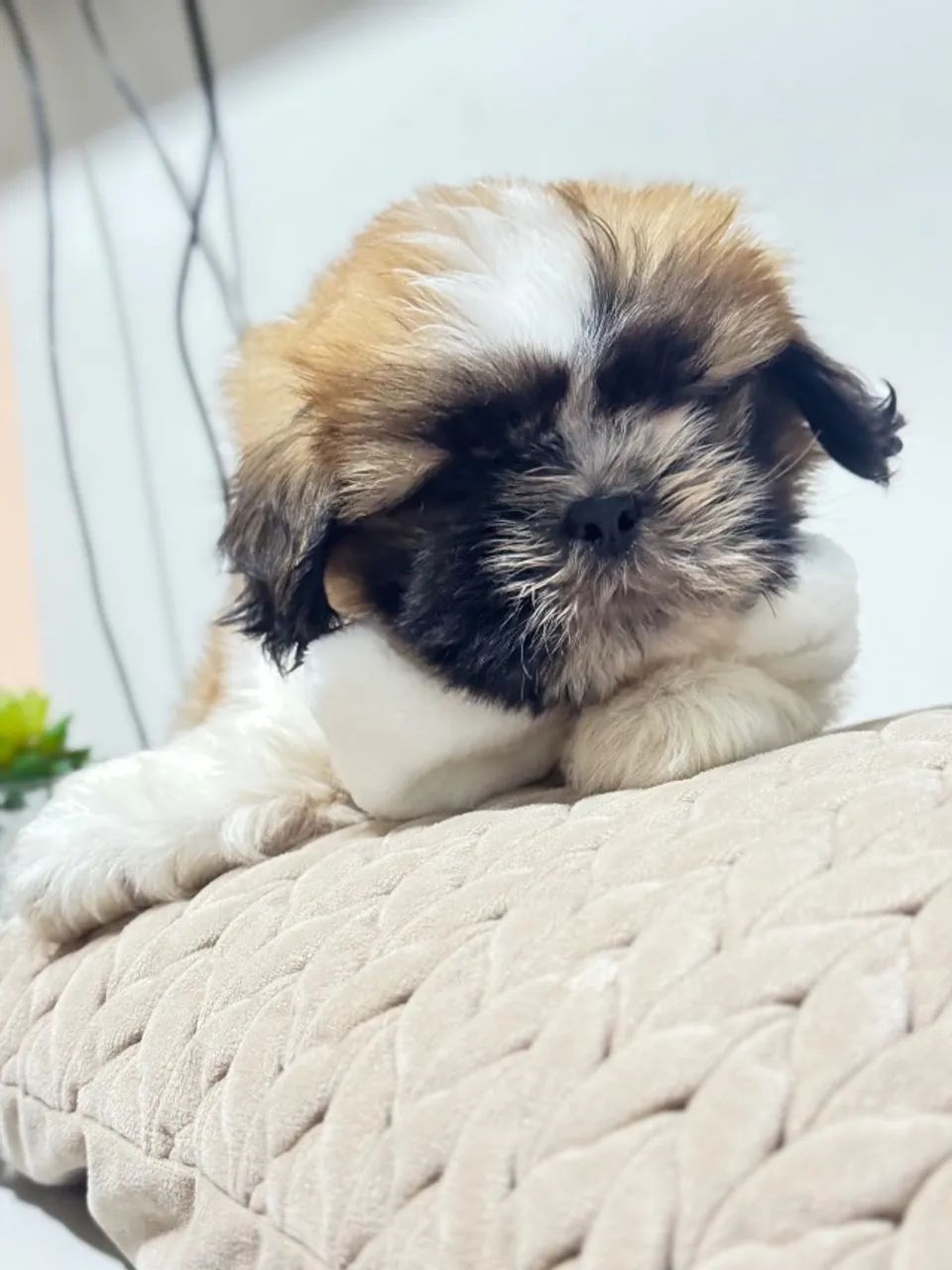 Shih Tzu filhote - pequeno é muito docil - Foto 4