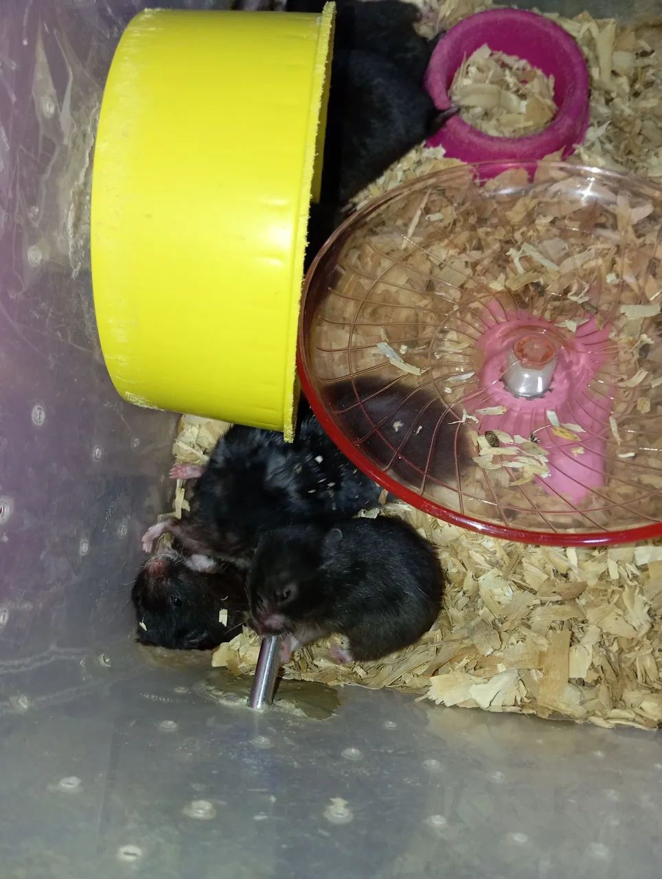 Hamster  - Foto 4