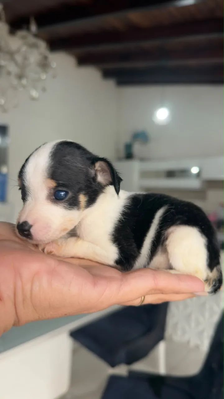 Pinscher zero Macho  - Foto 2