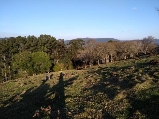 Sítio 12,0 hectares - samambaia - são francisco de paula - rs - Foto 13