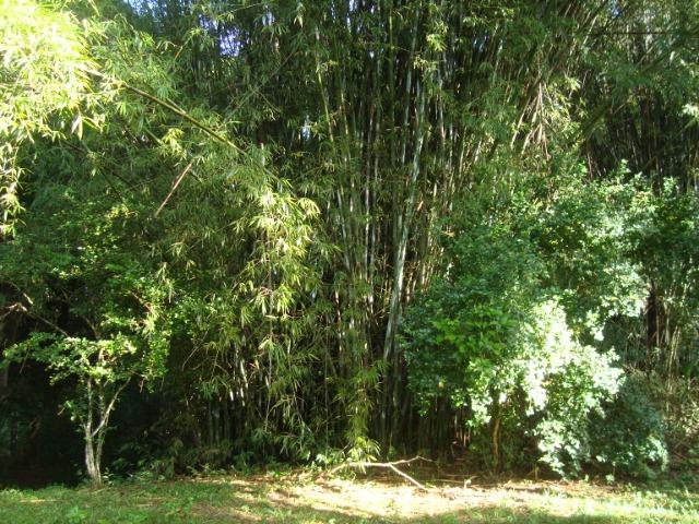 Vende-se varas de bambu taquara, cana da índia e imperial - Foto 2