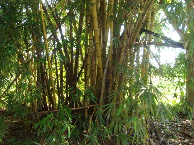Vende-se varas de bambu taquara, cana da índia e imperial - Foto 6