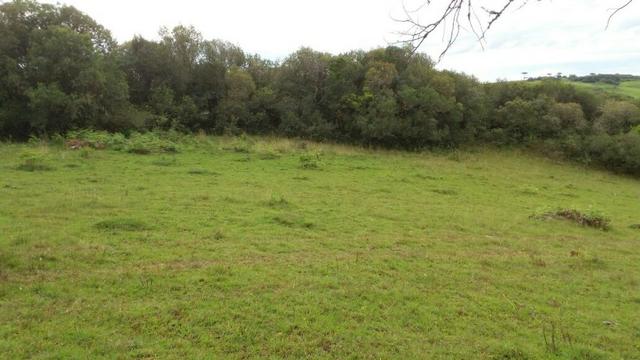 Área especial para sitio ou hortifrutigranjeiros com 12.5 HA - Foto 10